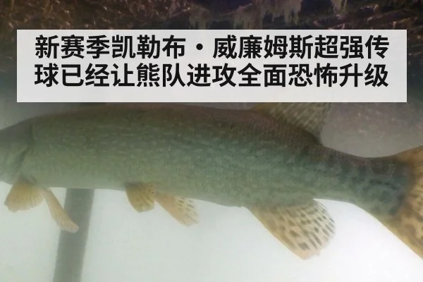 新赛季凯勒布·威廉姆斯超强传球已经让熊队进攻全面恐怖升级